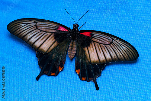 Color butterfly, on blue background, top view. PAPILIO HELENUS photo