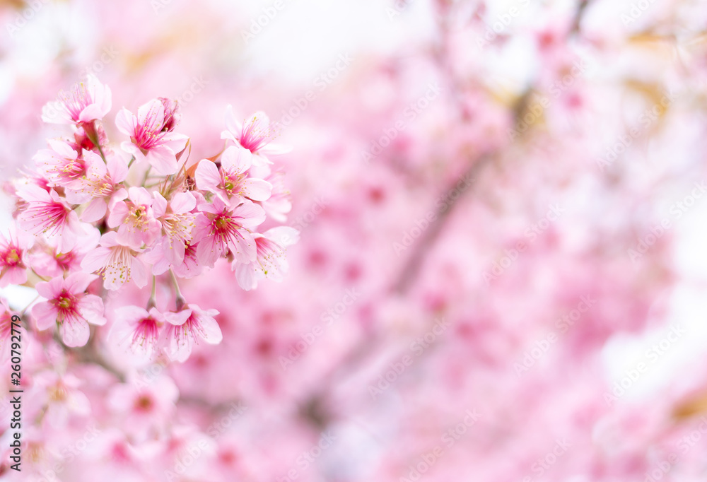 Close up of sakura flower , cherry blossom, as a background with copy space with pastel tone