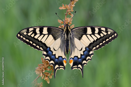 Spettacolare ritratto della farfalla Macaone (Papilio machaon) photo