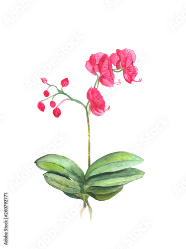 Watercolor illustration of pink orchid flower with green leaves and buds.