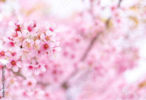 Close up of sakura flower , cherry blossom, as a background with copy space with pastel tone © Siriporn