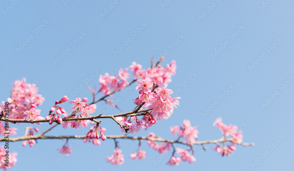 Close up of sakura flower , cherry blossom, as a background with copy space with pastel tone Close up of sakura flower , cherry blossom, as a background with copy space with pastel tone
