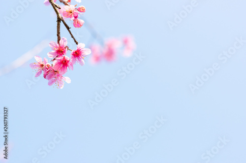 Close up of sakura flower   cherry blossom  as a background with copy space with pastel tone