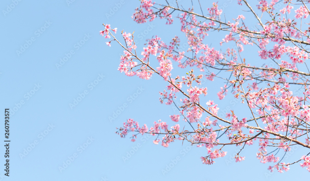 Close up of sakura flower , cherry blossom, as a background with copy space with pastel tone Close up of sakura flower , cherry blossom, as a background with copy space with pastel tone