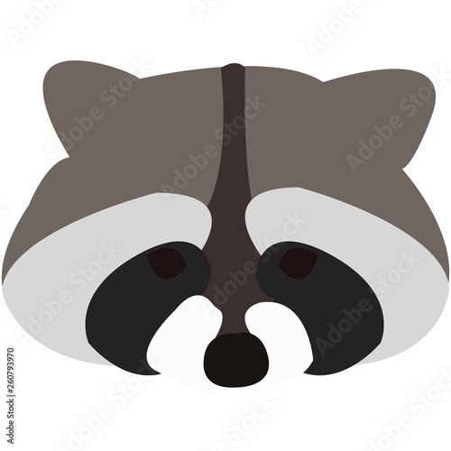 raccoon