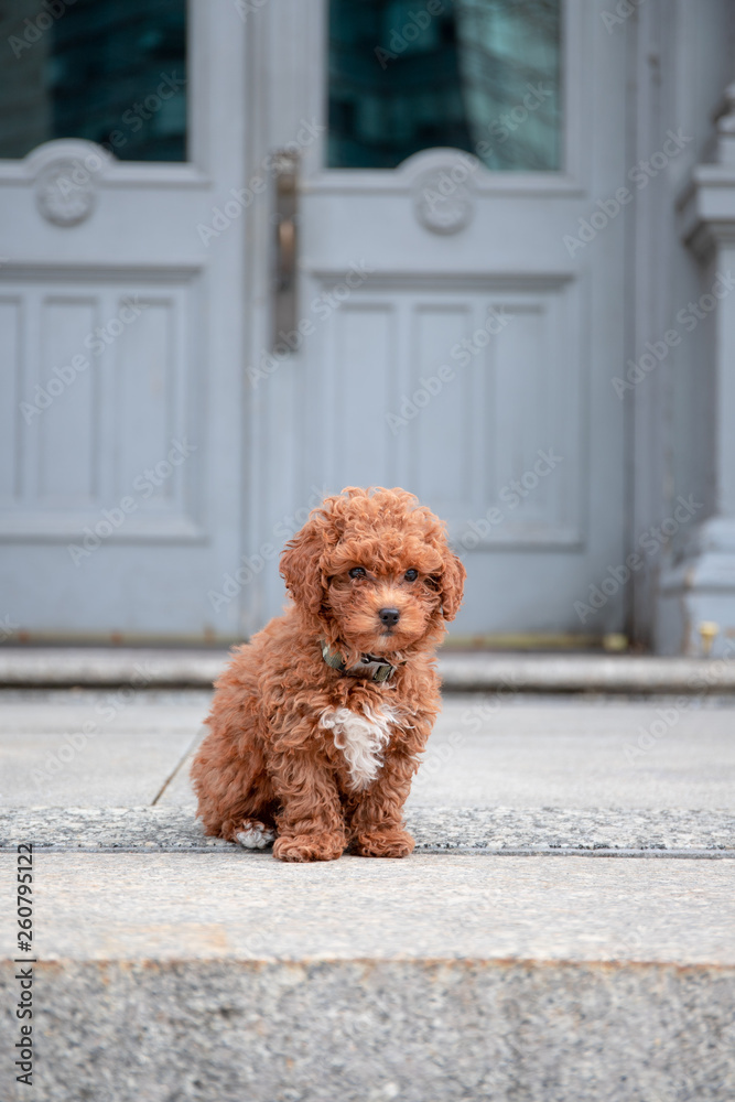 Toypoodle puppy in front of a building