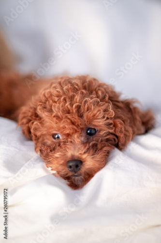 Toypoodle puppy in bed