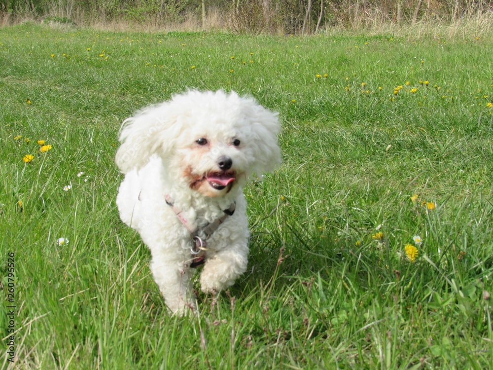 bolognes dog bolognes dog