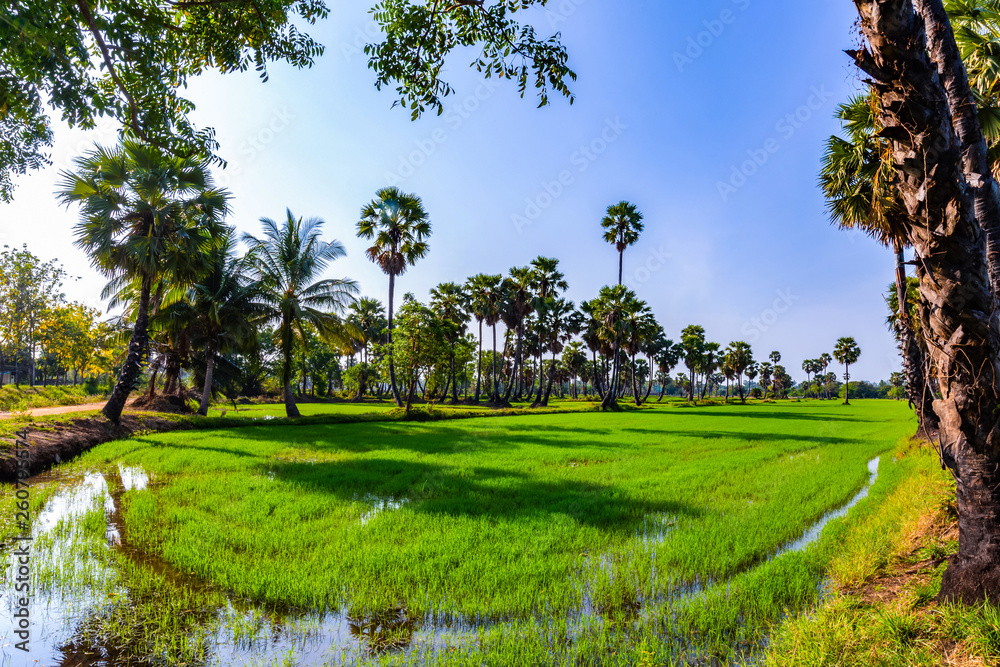 Rice fields and sugar palm trees on the sunny day