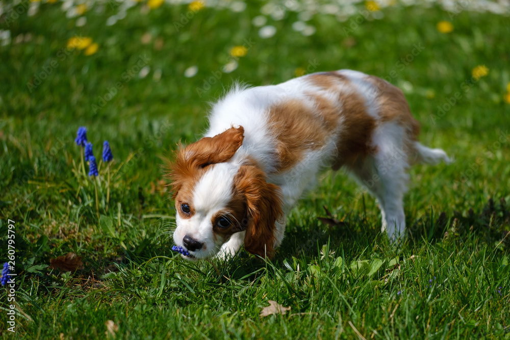 Blenheim Cavalier King Charles spaniel puppy in the grass Blenheim Cavalier King Charles spaniel puppy in the grass