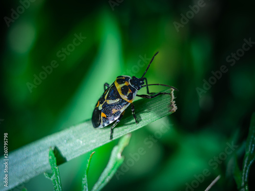 close view of insect on plant leaf and natural green background