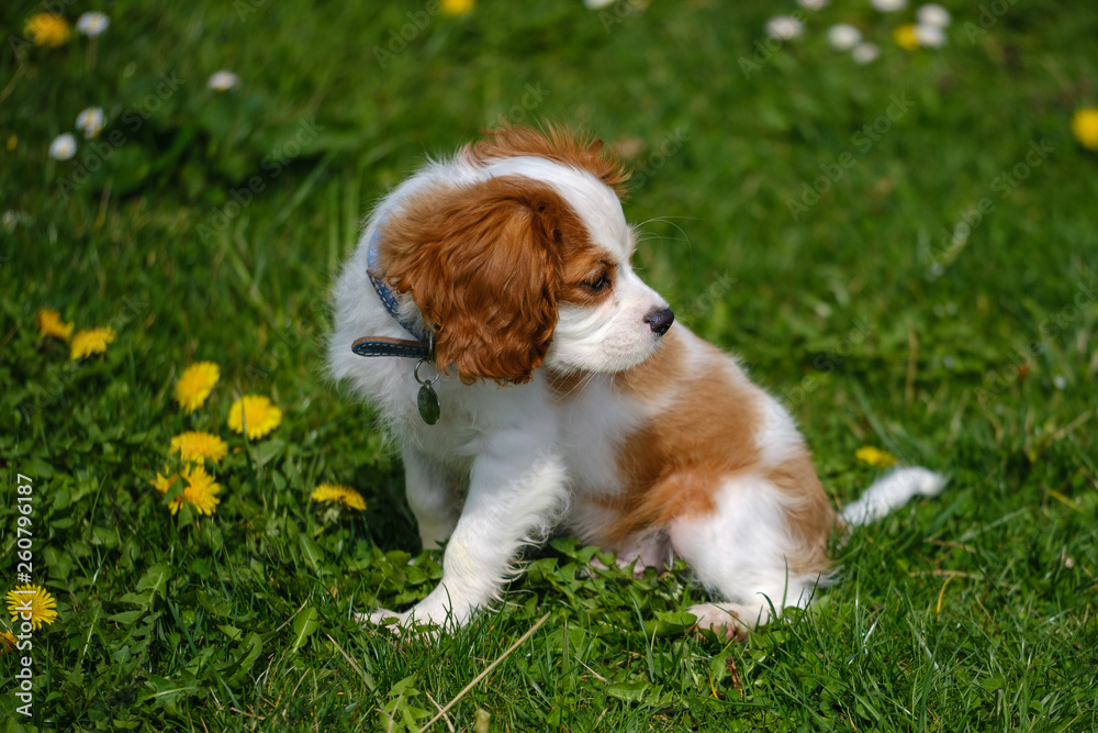 Blenheim Cavalier King Charles spaniel puppy in the grass