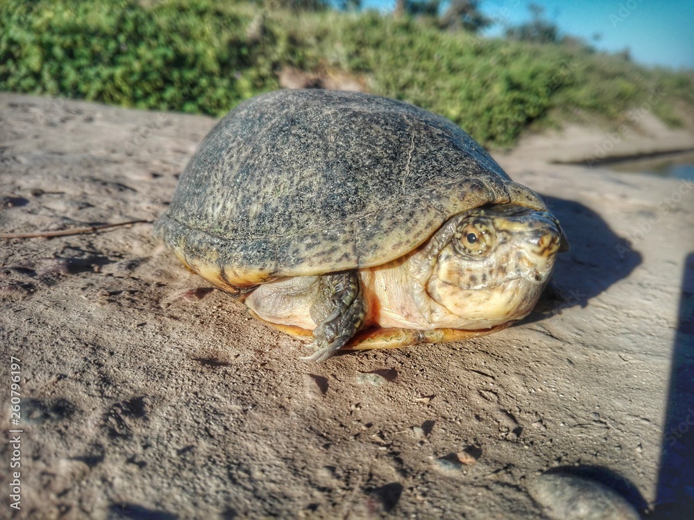 turtle on a rock