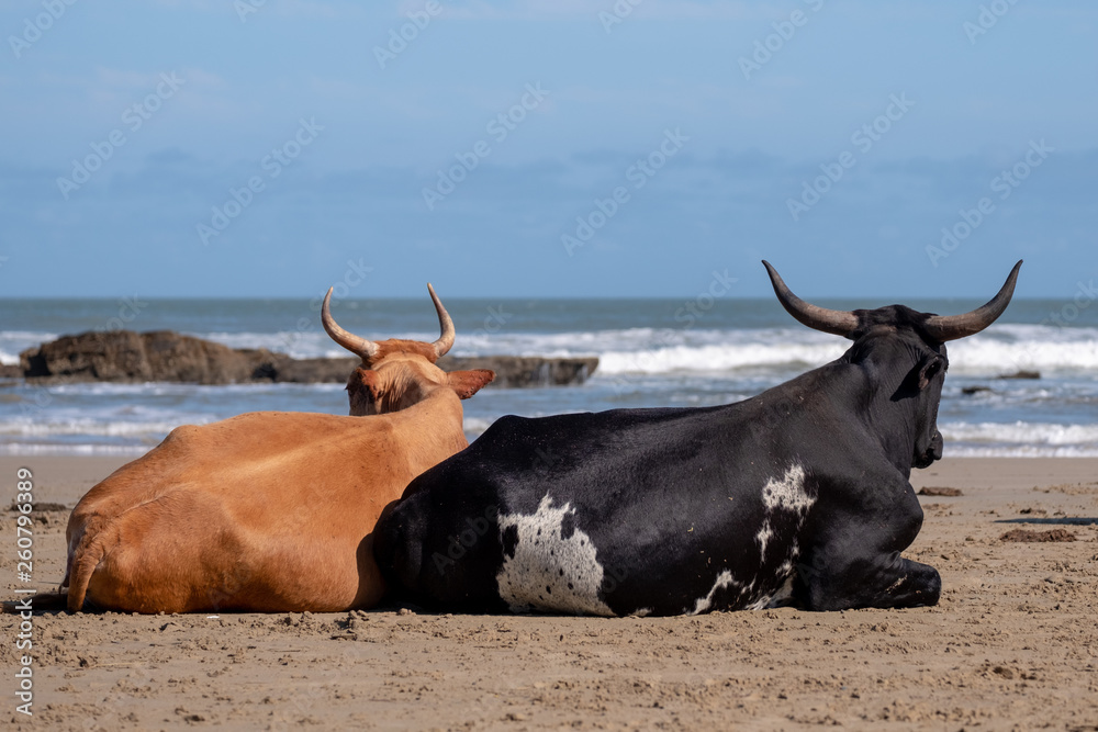 Nguni cows at Second Beach, at Port St Johns on the wild coast in Transkei, South Africa. Nguni cows at Second Beach, at Port St Johns on the wild coast in Transkei, South Africa.
