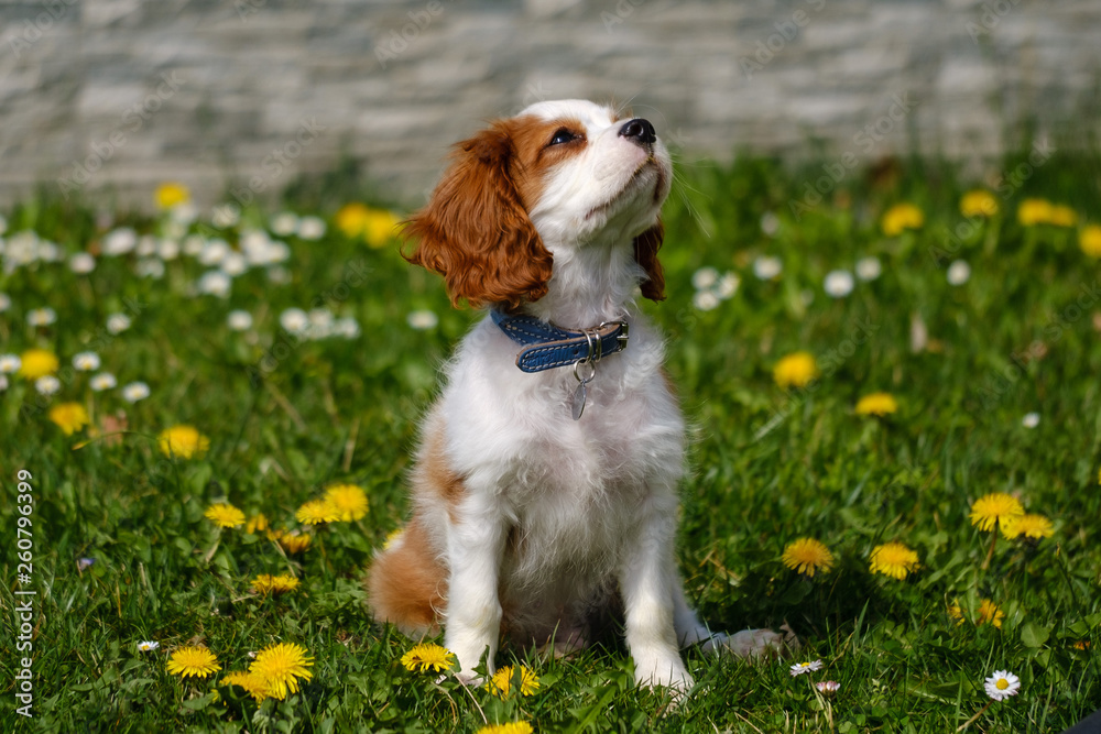 Blenheim Cavalier King Charles spaniel puppy in the grass