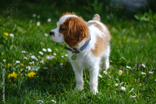 Blenheim Cavalier King Charles spaniel puppy in the grass