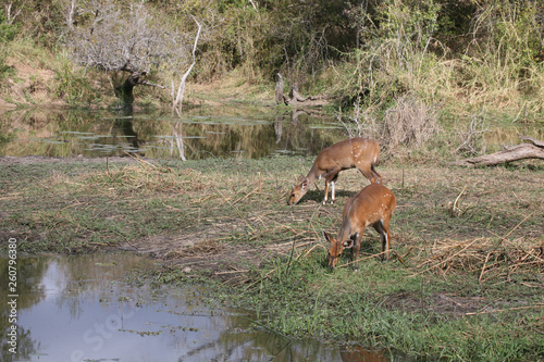 Buschbock / Bushbuck / Tregelaphus scriptus