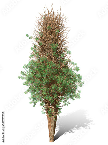 3D Rendering - A tree isolated over a white background for graphic design  illustration image.