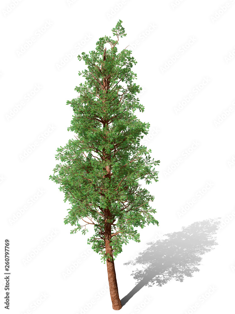 Fototapeta premium 3D Rendering - A tree isolated over a white background for graphic design, illustration image.