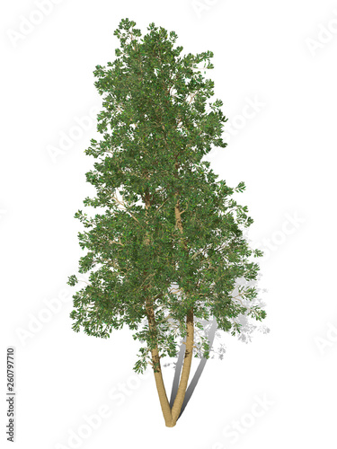 3D Rendering - A tree isolated over a white background for graphic design  illustration image.