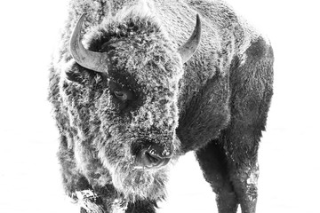 Fototapete Bison Amerikanischer Bison mit Raureif bedeckt  © Bernie Duhamel