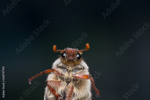 Summer chafer or European june beetle, Amphimallon solstitiale, angry bug photo