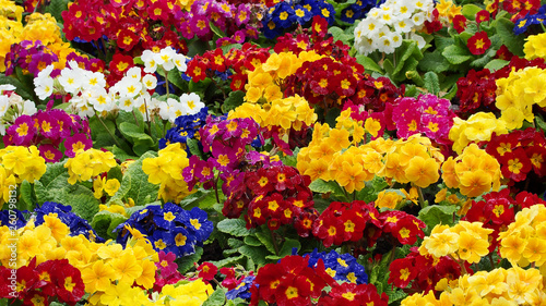 Fototapeta Naklejka Na Ścianę i Meble -  Bouquet of colorful flowers