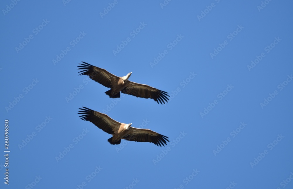 Fototapeta premium Vautour fauve, Val de Caballeros, Estremadura, Espagne