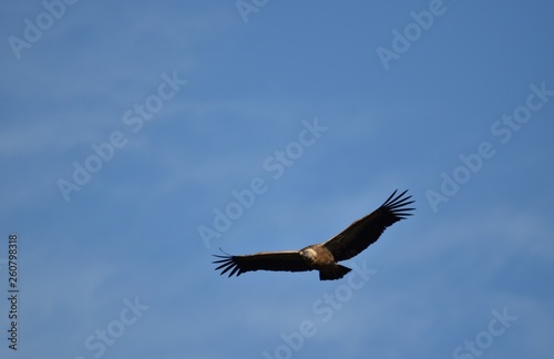 Vautour fauve  Val de Caballeros  Estremadura  Espagne