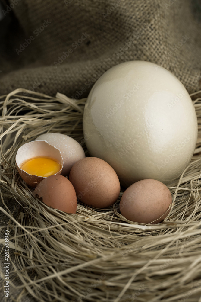 Ostrich egg, egg folk on straw. Ostrich egg, egg folk on straw.