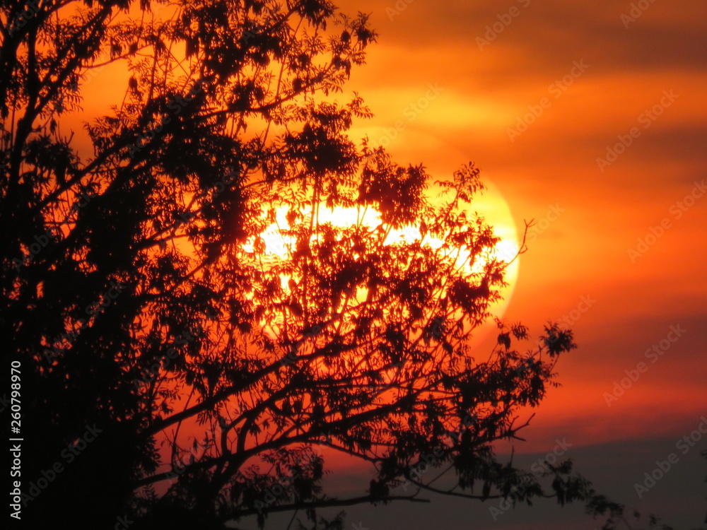 Sonnenuntergang durch ein Blätterdach Sonnenuntergang durch ein Blätterdach
