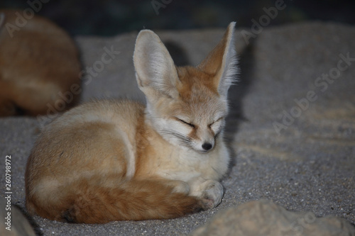 Fennek oder Wüstenfuchs / Fennec Fox / Vulpes zerda - Fennecus zerda