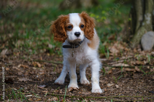 Blenheim Cavalier King Charles spaniel puppy 