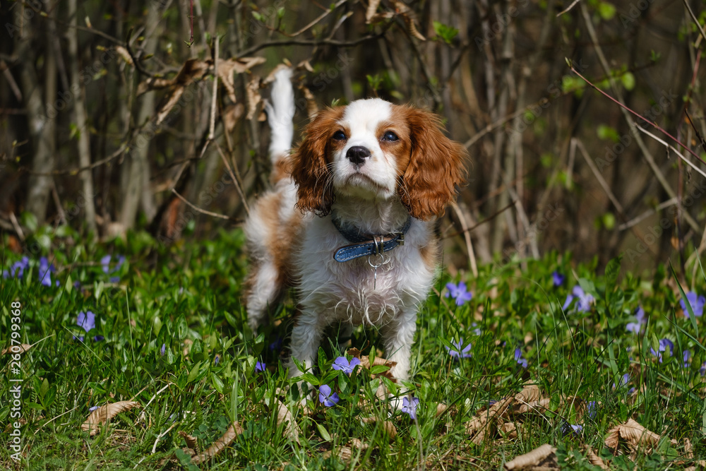 Blenheim Cavalier King Charles spaniel puppy in the grassk