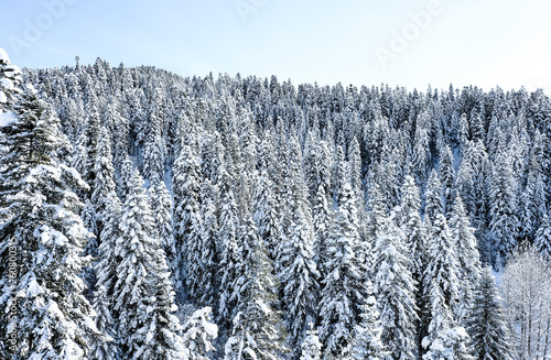 Snow-covered pine trees in the mountains