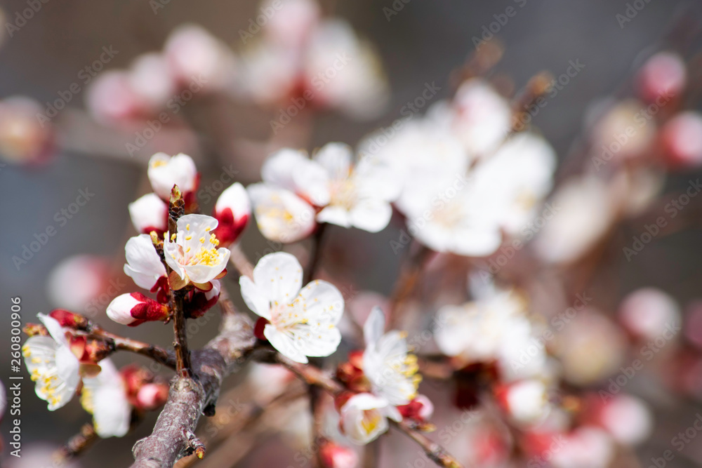 blooming apricot branches in a garden in spring blooming apricot branches in a garden in spring
