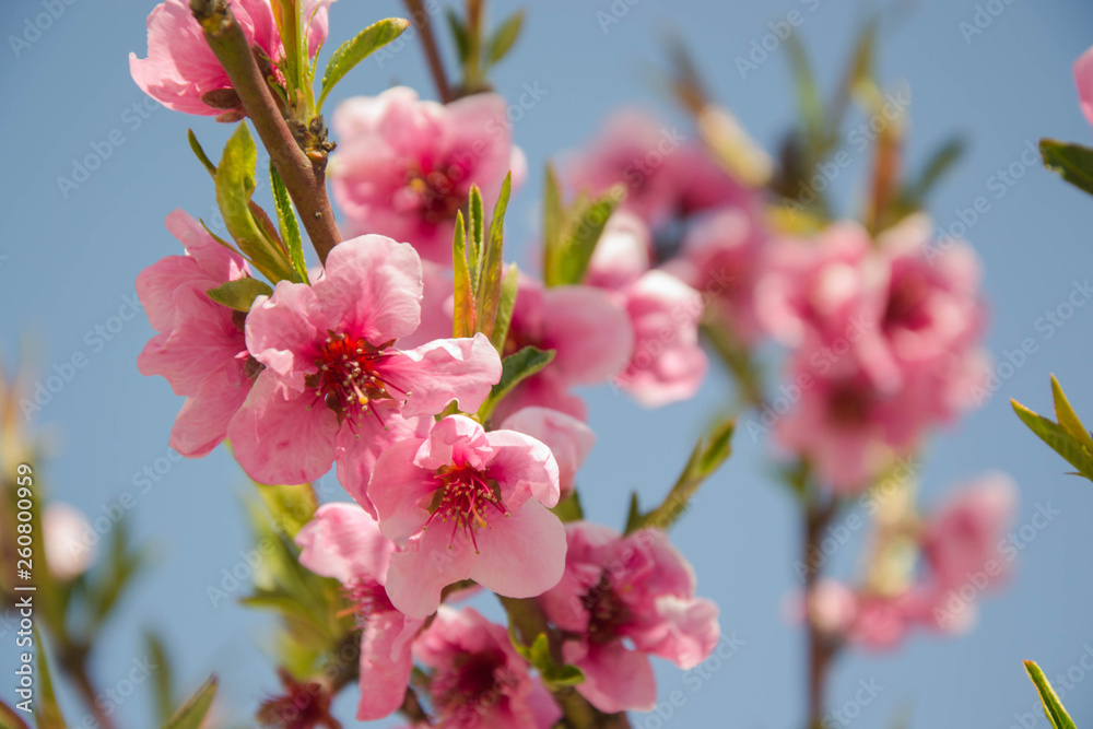 Close up macro photo of tiny pink flowers, blossoms, branches of a tree in spring season, beautiful springtime, blue sky background, tiny green leaves Close up macro photo of tiny pink flowers, blossoms, branches of a tree in spring season, beautiful springtime, blue sky background, tiny green leaves