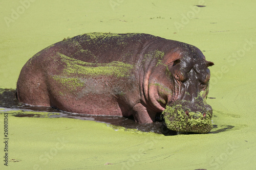 Flu  pferd - Hippopotamus