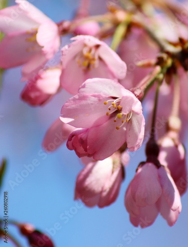 Sakura tree in spring blossom