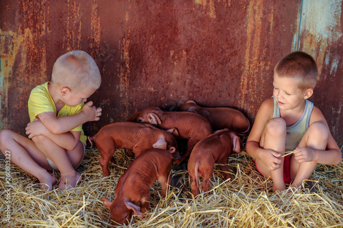 European boys play with Red pigs of Duroc breed. Newly born. photo
