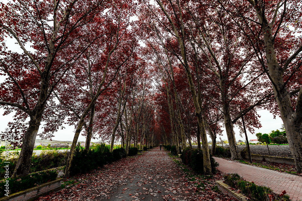 autum landscape forest trees road autum landscape forest trees road