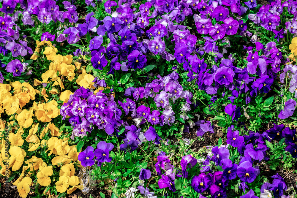 Fototapeta premium floral background color pattern flower