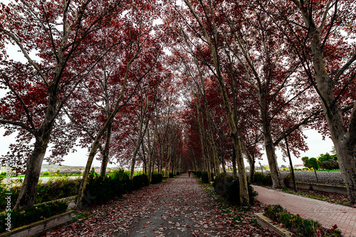 autum landscape forest trees road