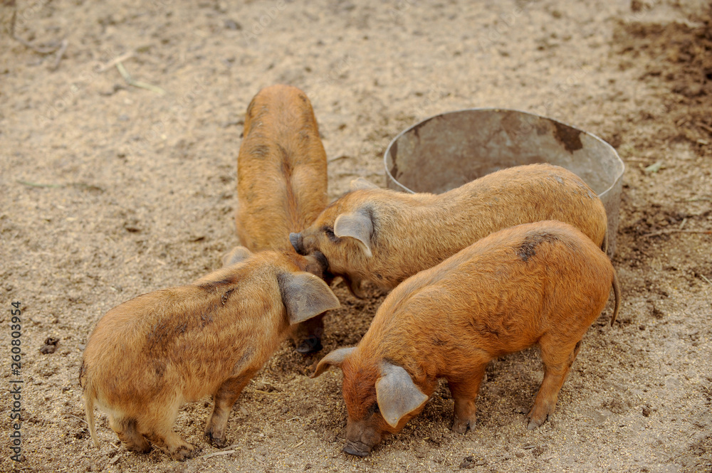 Fototapeta premium Domestic pigs of Hungarian breed Mangalitsa. Hybrid boars grazing outdoors in dirty farm field. pigs. Concept of growing organic food. Pig breeding.