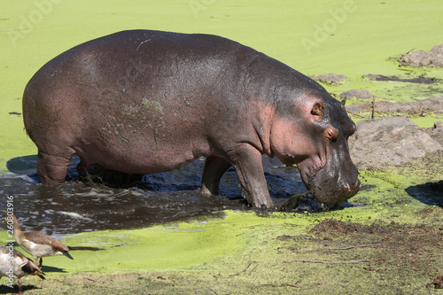 Flu  pferd   Hippopotamus   Hippopotamus amphibius
