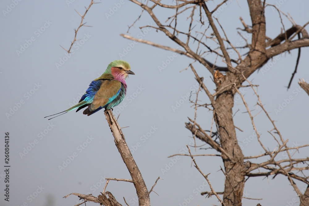 Gabelracke / Lilacbreasted Roller / Coracias caudata