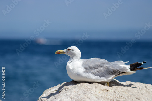 Seagull posing at the seaside in Slovenia