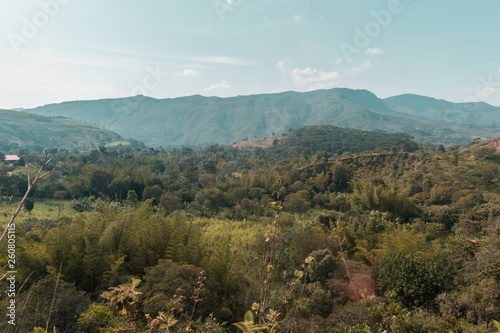 beautiful landscape of colombian mountains with bamboo plants and cane in the background