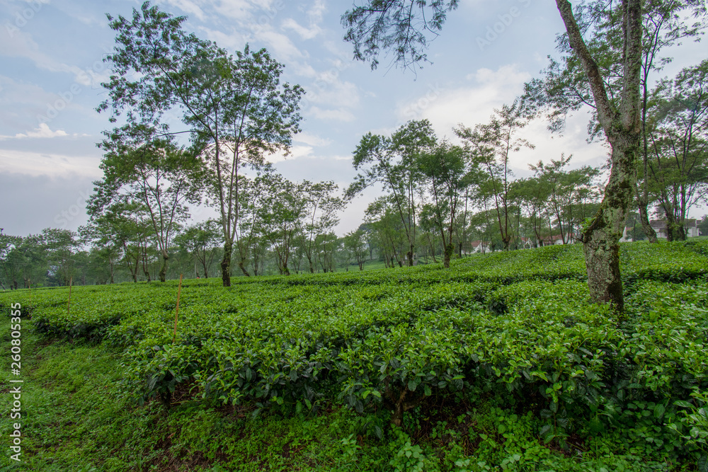 Tea Leaf Plantation Tea Leaf Plantation