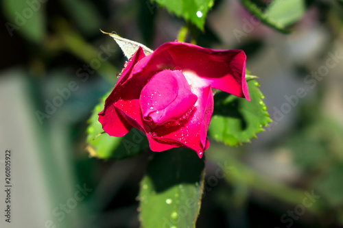 close up of beautiful plnk rose flower with blurred background. photo